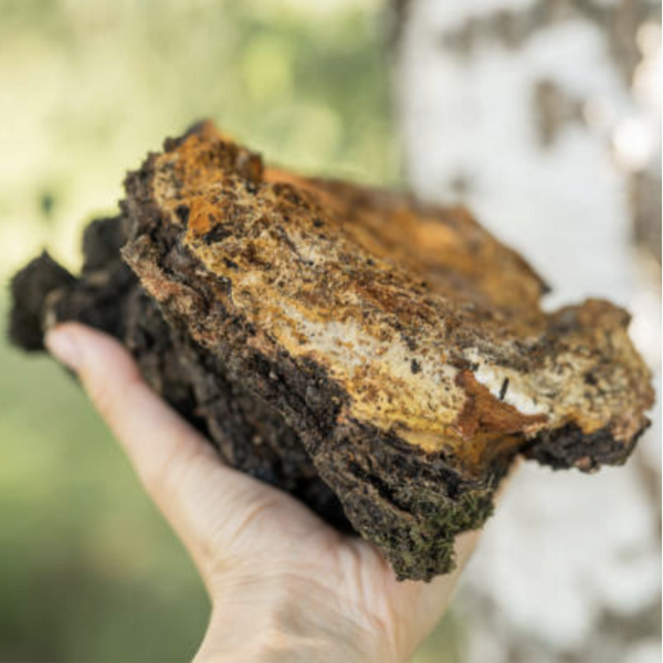 Chaga Mushroom Elixir