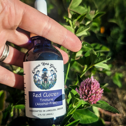Red Clover Tincture (Alcohol-Free)